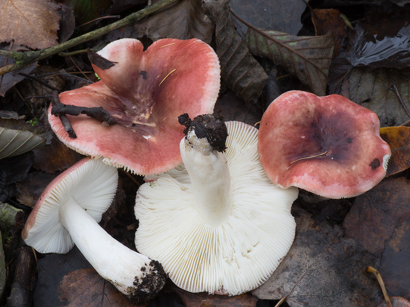 Russula exalbicans